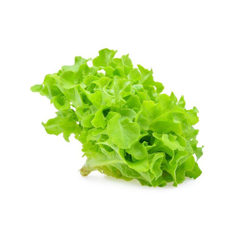 Green Oak Lettuce Organic 300 g