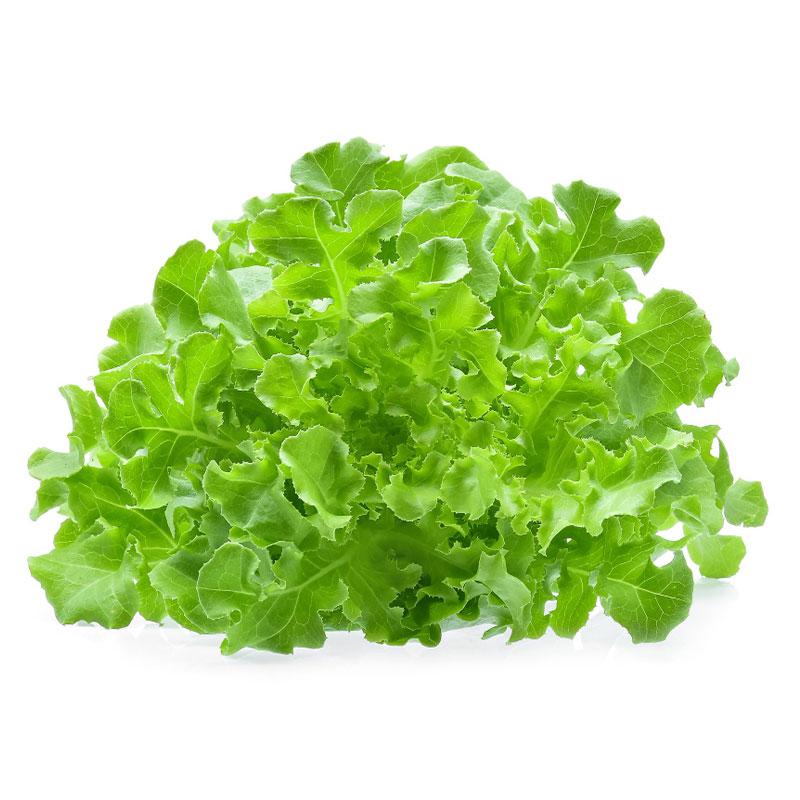 Lettuce Green Oak 300 g